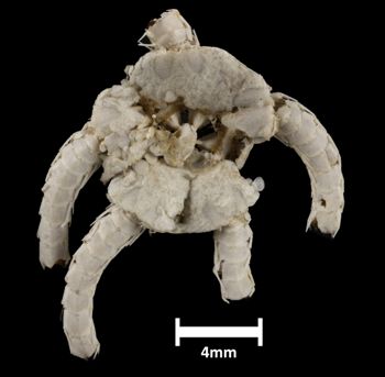Media type: image;   Invertebrate Zoology OPH-767 Description: Top of brittle star with a view of the disc.;  Aspect: dorsal